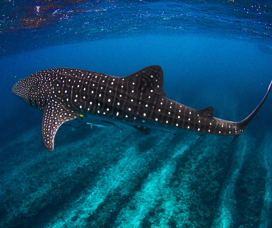 Making Waves: Ocean Store Thailand Joins the 2026 Swim for Sharks!